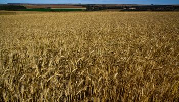 Bayer acelera planos para trigo híbrido com parceria