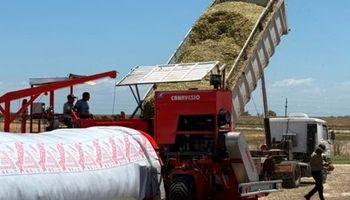 Con silos y maíz, la práctica que gana protagonismo en el campo para producir leche, recriar terneros, terminar novillos o aumentar la carga animal