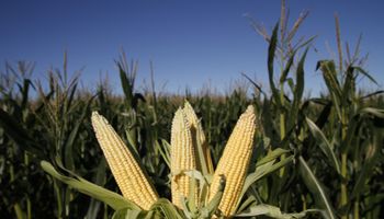 El Niño abre la puerta a una cosecha récord de maíz: la producción podría llegar a 70,5 millones de toneladas
