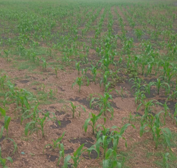 Plantas jóvenes de maíz en surcos sobre suelo con rastrojo y manchas de humedad, en un lote afectado por el temporal