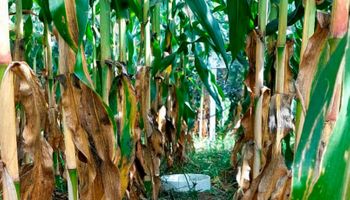 El dato que puede cambiar lo que pasa dentro de tu lote: lo estudió la empesa que produce 1,3 millones de toneladas de urea al año y es clave para producir más de forma sustentable