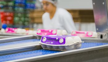 Mantiqueira eleva participação de ovos especiais de 2% para 32% em cinco anos