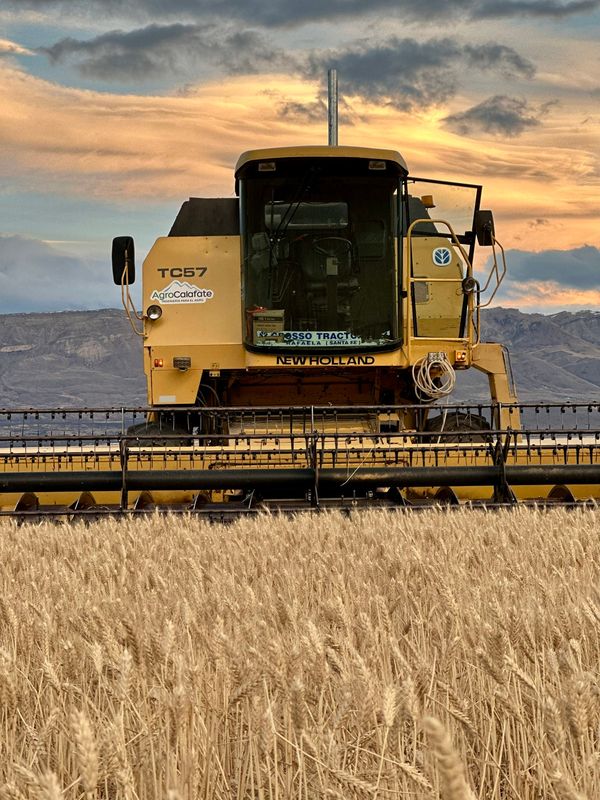 Cosechadora New Holland TC57 trabajando en un lote de trigo maduro, con cerros de fondo.