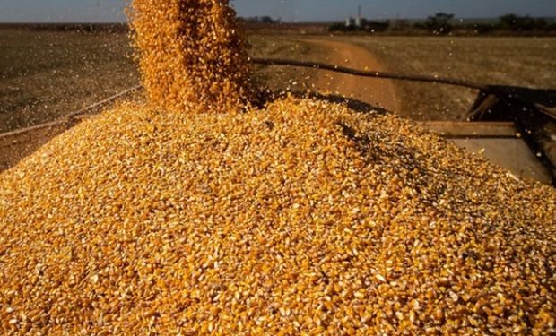 Colheitadeira realiza a colheita de milho em lavoura brasileira.