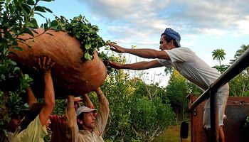 Misiones busca volver al glifosato tras dos años de prohibición
