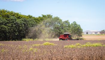 Fim da Moratória da Soja pode ampliar desmatamento da Amazônia, diz estudo da Science