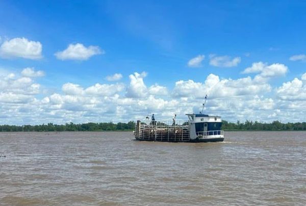 Barcaza con hacienda vacuna cruzando el río Paraná hacia el continente, con islas y costa arbolada al fondo