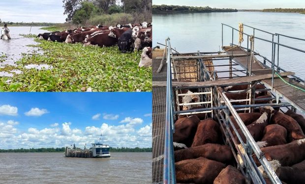 Crecida del Paraná: ya sacaron de las islas de Santa Fe más del 70% del ganado, pero todavía quedan casi 182.000 vacas