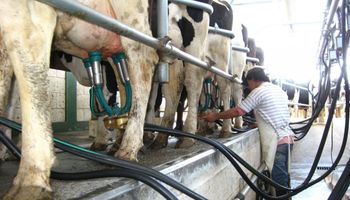La lechería desafía la crisis: proyectan un fuerte aumento de la producción