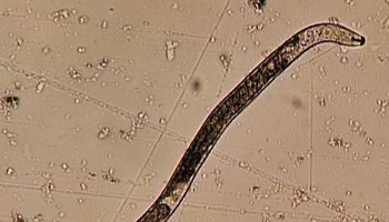 Seminário nacional discute estratégias para o controle de nematoides na agricultura