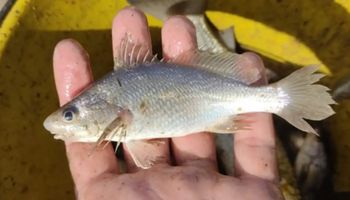 Estudo registra taxa recorde de deformações em peixes no ES
