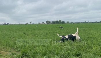 Perros corrieron a sus vaquillonas, entraron a una alfalfa recién implantada y murieron 18: la denuncia de un productor santafesino