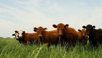 Peste Bovina: el Senasa prohibió el uso y la comercialización de vacunas en Argentina