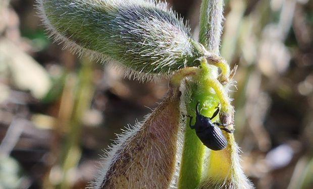 Se trata de un insecto que es endémico en el norte del país, pero en las últimas campañas se reportaron ejemplares en Santa Fe y Córdoba