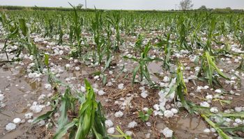 En un mes hubo 600 denuncias por granizo: el dato que vuelve a poner al seguro agrícola en el centro de la campaña