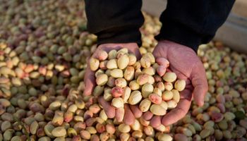 El cultivo que ofrece renta por 100 años y se vuelve un "seguro de retiro": ¿Con una inversión de US$ 75.000 por hectárea se pueden US$ 15.000 al año?