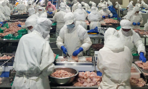 fabrica de pollo en china