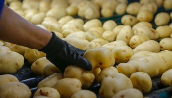 Preço da batata dispara quase 58% nas Ceasas