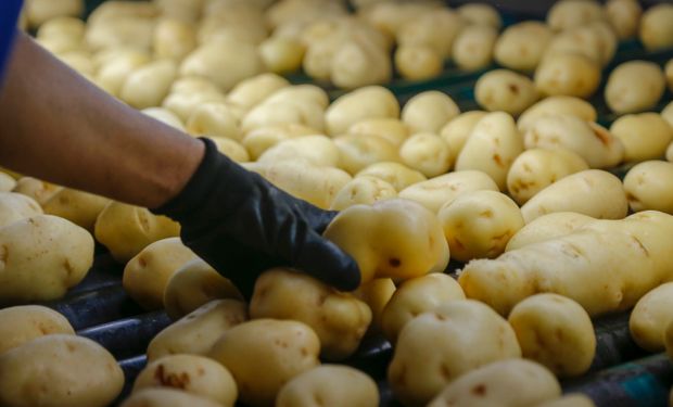 Batata vira vilã nas Ceasas e preço dispara quase 58% em maio
