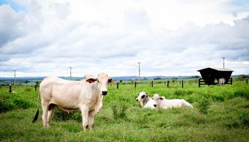 Preços do boi caem com perspectiva de menor fluxo de embarques para a China