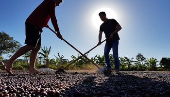 Preço do café sobe com avanço da colheita no Brasil