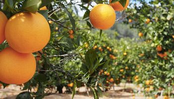 Preços da laranja abrem safra em baixa