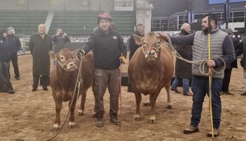 Llegó el ternero De Paul y hasta Tim Payne a La Rural de Palermo: los primeros de los más de 2500 animales que se esperan para la Expo