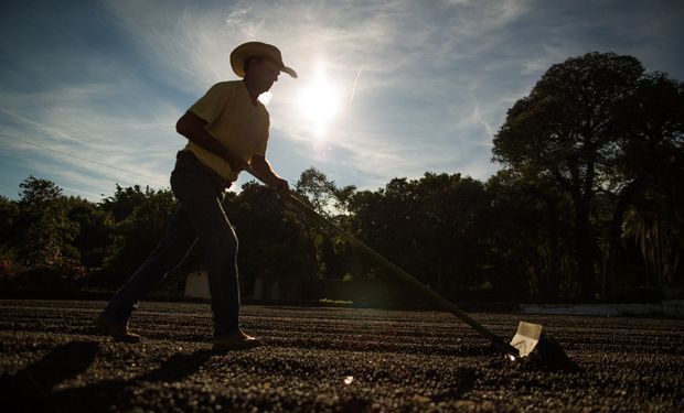 Índice do Cepea mostra queda generalizada entre os principais grupos agropecuários, com destaque para café, cana-de-açúcar, arroz, milho e trigo