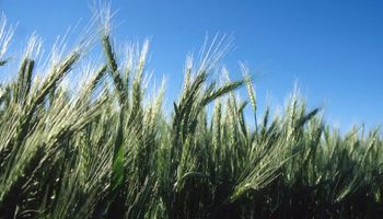 Sin lluvias, pero con agua suficiente: la reserva de humedad sostiene al trigo