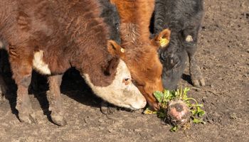 Reapareció KWS en Argentina con un cultivo que permite producir 1.400 kilos de carne por hectárea: "Es una alternativa con un alto impacto"