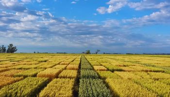 Cambio rotundo en el agro: la decisión que puede sumar más de 500 kilos por hectárea en un año histórico para el trigo