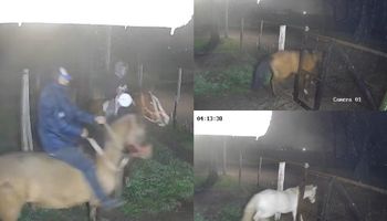 “Fue un milagro”: robaron cinco caballos y hasta los juguetes didácticos de un centro de equinoterapia, pero los recuperaron horas después