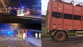 Vacas sueltas en Circunvalación: las faenaron sobre la avenida y detuvieron a cinco personas