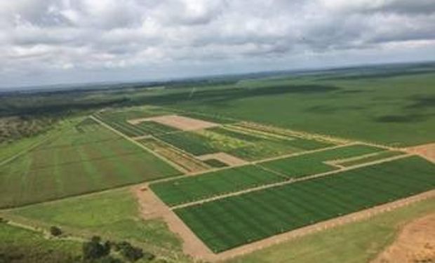 A estratégia da Seedcorp HO para alcançar R$ 1 bilhão em faturamento até 2031
