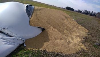 El campo pidió dejar de ser “tierra de nadie”: avanza en el Congreso una ley contra el vandalismo rural