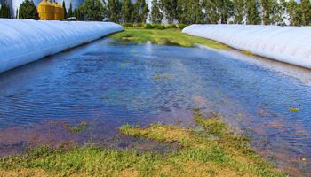 El Niño obliga a revisar las silobolsas: las claves para proteger los granos almacenados El Niño obliga a revisar las silobolsas: las claves para proteger los granos almacenados