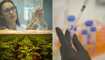 ¿Dos cosechas de soja con una sola siembra? El desarrollo argentino que busca hacerlo posible
