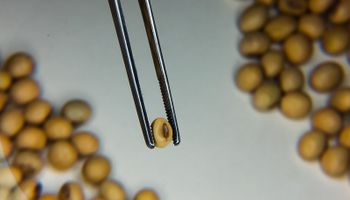Por qué un gigante mundial del agro busca innovación en las startups argentinas