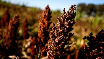 El cultivo que cayó un 29 % el área de siembra y aún así generaría US$300 millones para la Argentina