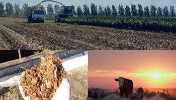 La empresa que tiene más del 60% del mercado de un cultivo que se volvió clave para la producción de carne y leche