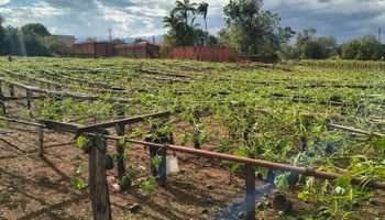 SP mobiliza força-tarefa após temporal no agro