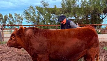 Récord: pagaron $300.000.000 por el 50% de un toro Angus, marcando un nuevo máximo en la ganadería argentina