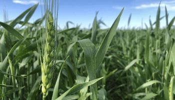 La siembra de trigo avanza a buen ritmo, pero las limitantes climáticas encendieron las alarmas
