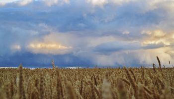 Golpe al mercado de trigo: por qué baja fuerte el precio y cómo impacta a la Argentina