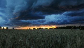 Se viene El Niño fuerte y así puede impactar sobre el trigo
