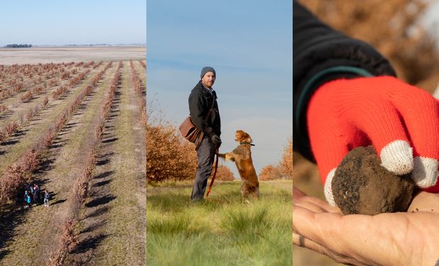 La trufa negra se consolida como una alternativa productiva de alto valor en Argentina; desde Trufas del Nuevo Mundo explican cómo evolucionó el cultivo, el salto de la producción hacia los mercados internacionales y las oportunidades
