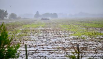 En una semana llovió casi todo lo que suele llover en julio: el impacto en el campo