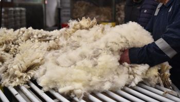 Exportaciones de lana: las ventas crecieron un 57 % y un país se llevó todas las miradas