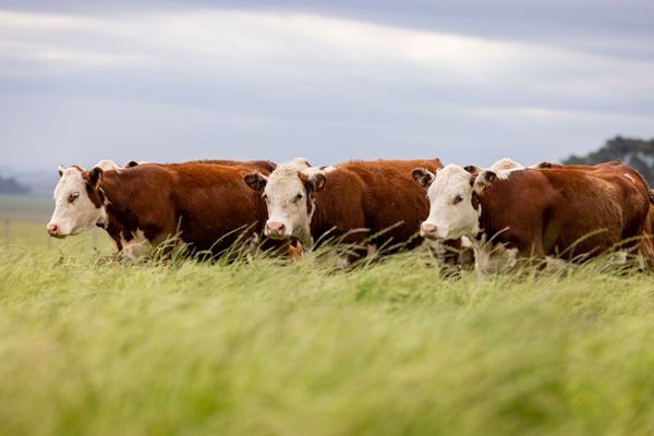 Cuatro vacas Hereford de pelaje rojizo y cara blanca caminan en fila entre pasto alto en un campo.