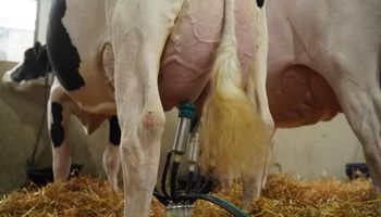 La vaca que dio 160 litros en cuatro ordeños y se consagró campeona argentina: “Es una vaca tremendamente lechera, en su tercer parto todos los días nos daba 65 litros como si nada"